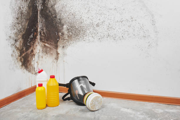 Mold Documentation for Insurance Claims in Wetumpka, AL