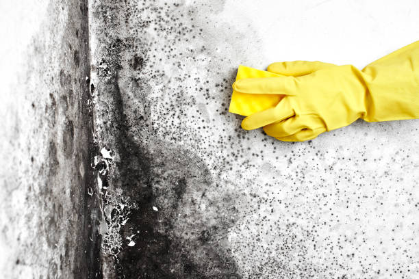 Why You Should Choose Our Mold Remediation Services in Wetumpka, AL